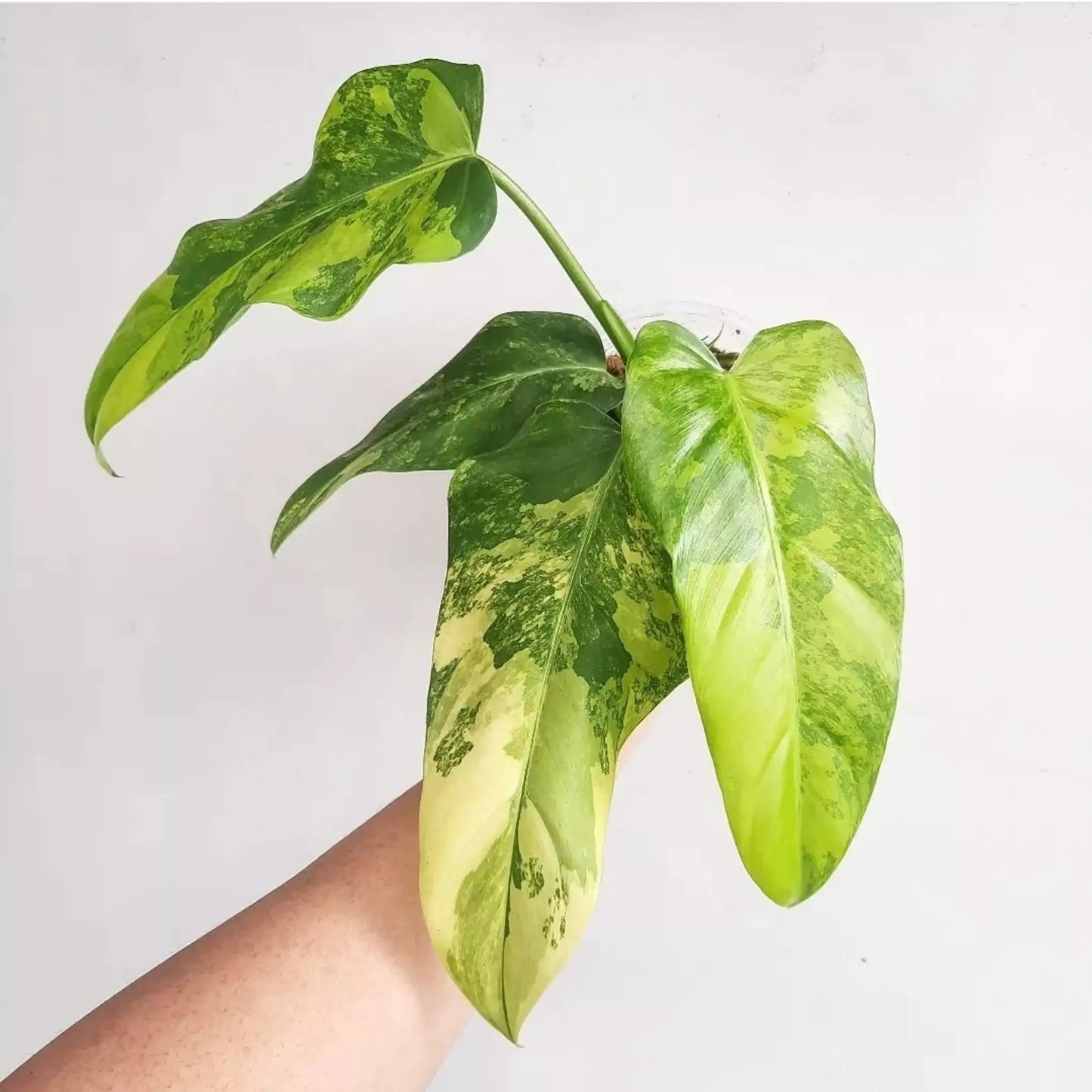 Philodendron Domesticum Variegated For Sale
