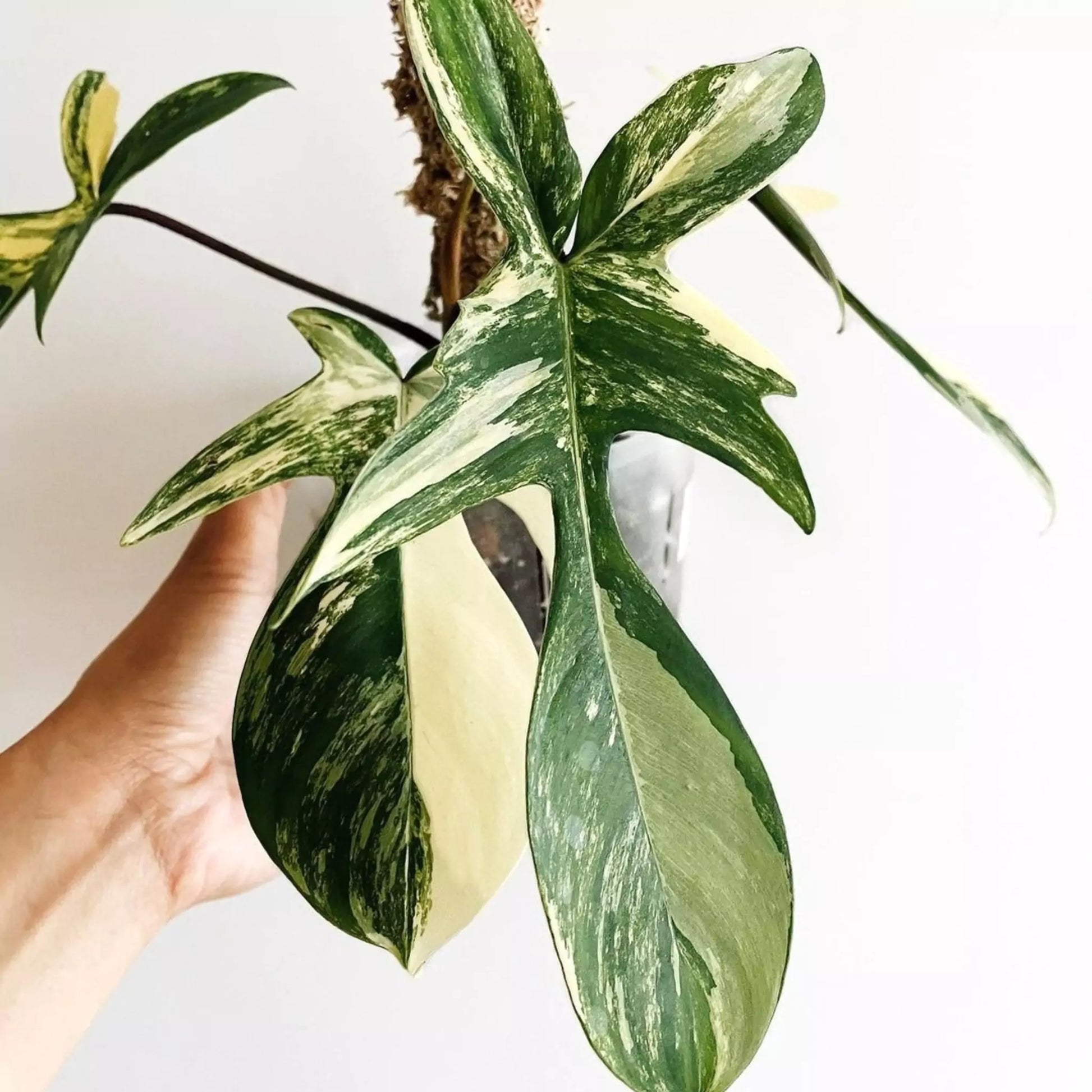 Philodendron Florida Beauty Variegated For Sale