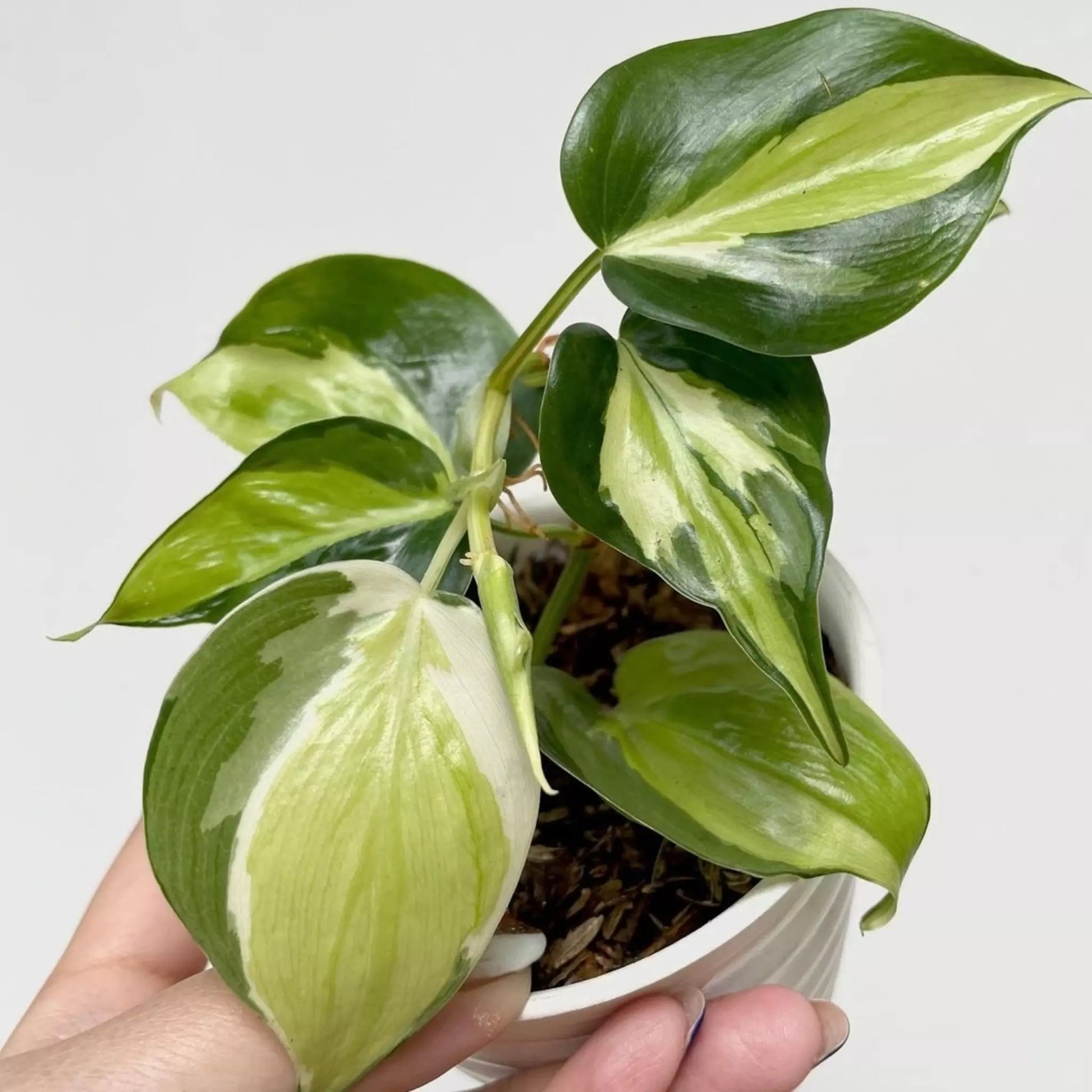 Philodendron Gabby For Sale