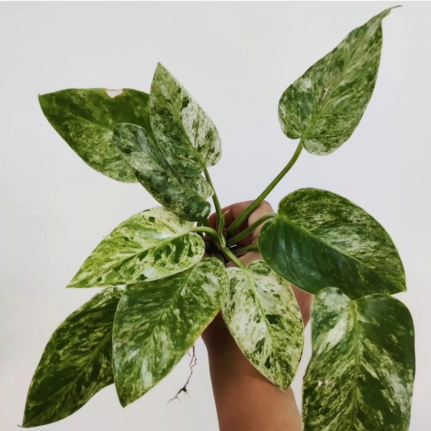 Philodendron Giganteum Blizzard For Sale