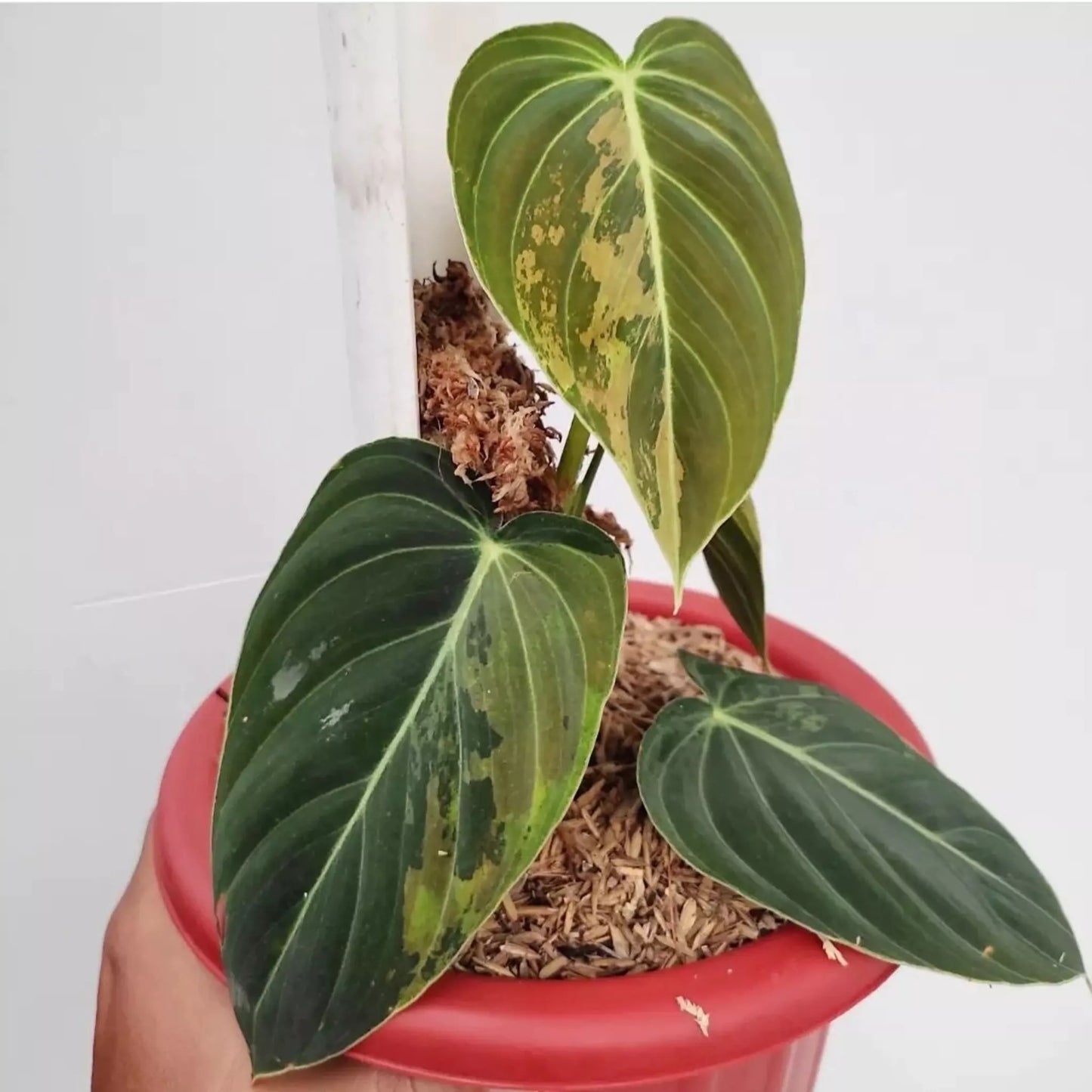 Philodendron Melanochrysum Variegated For Sale