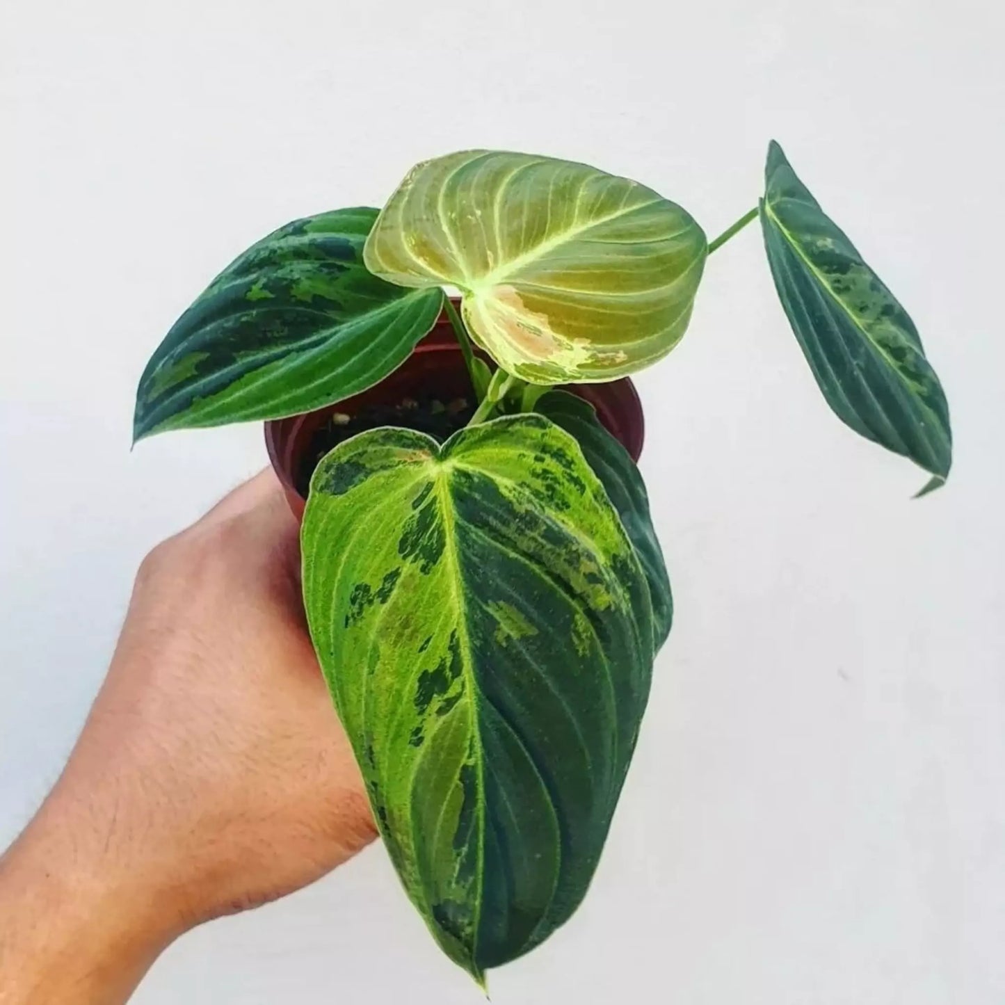 Philodendron Melanochrysum Variegated For Sale