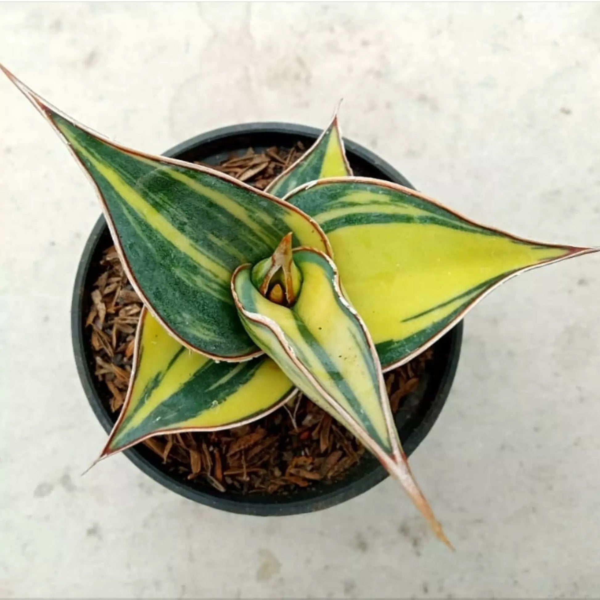 Sansevieria Pinguicula Variegated For Sale