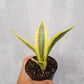 Sansevieria Yellow Thrive For Sale