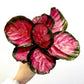 Calathea Rosy For Sale