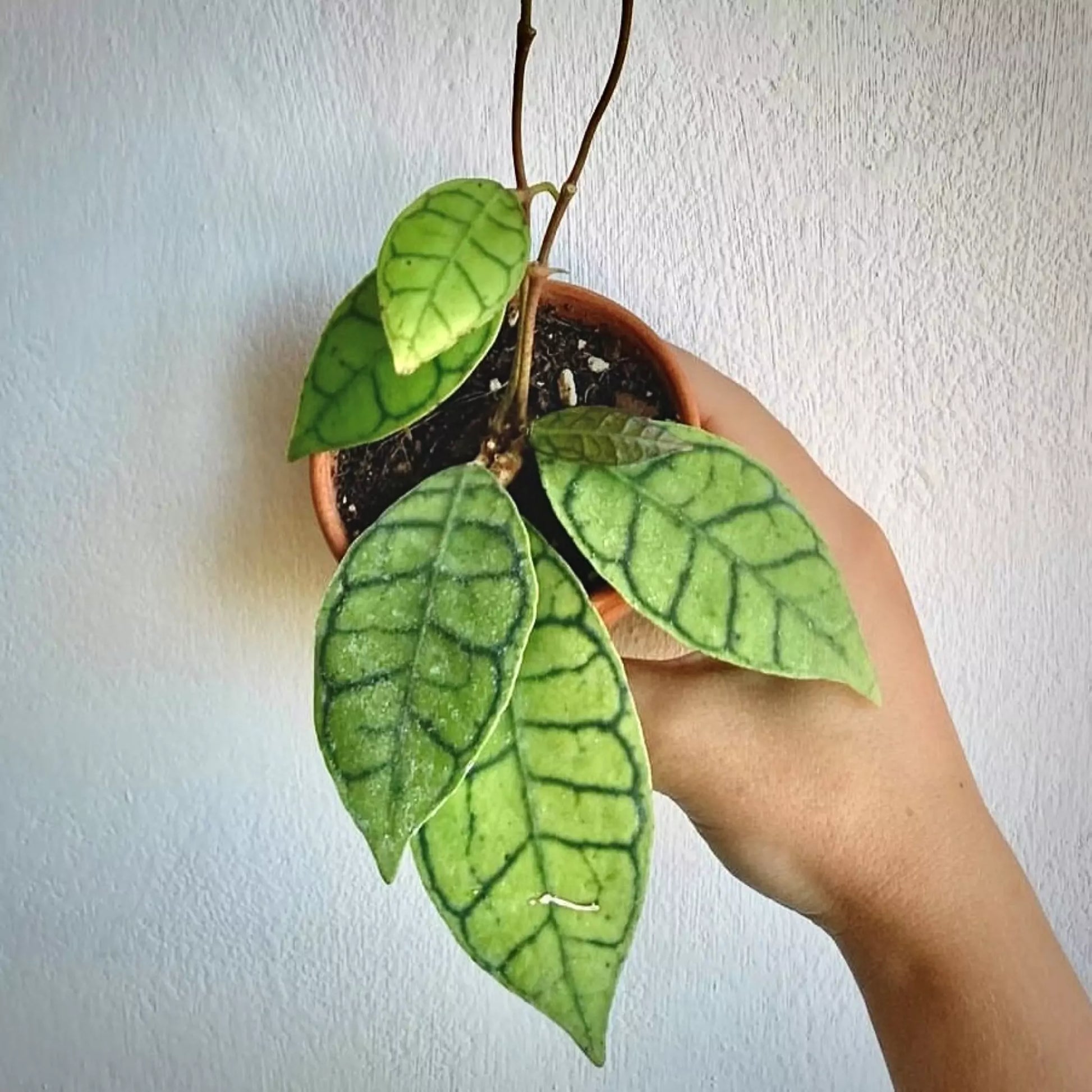 Hoya Callistophylla For Sale