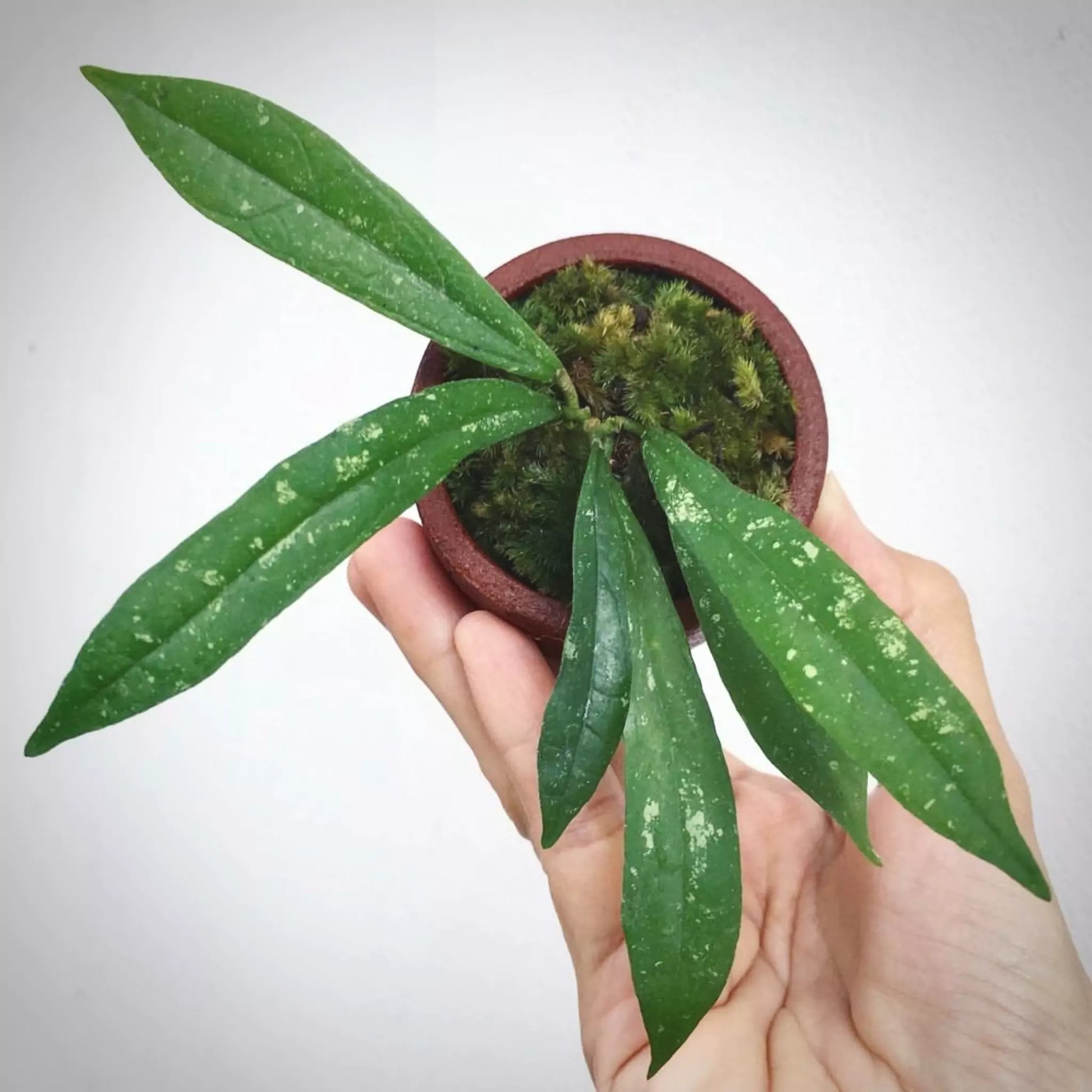 Hoya Rigidifolia For Sale