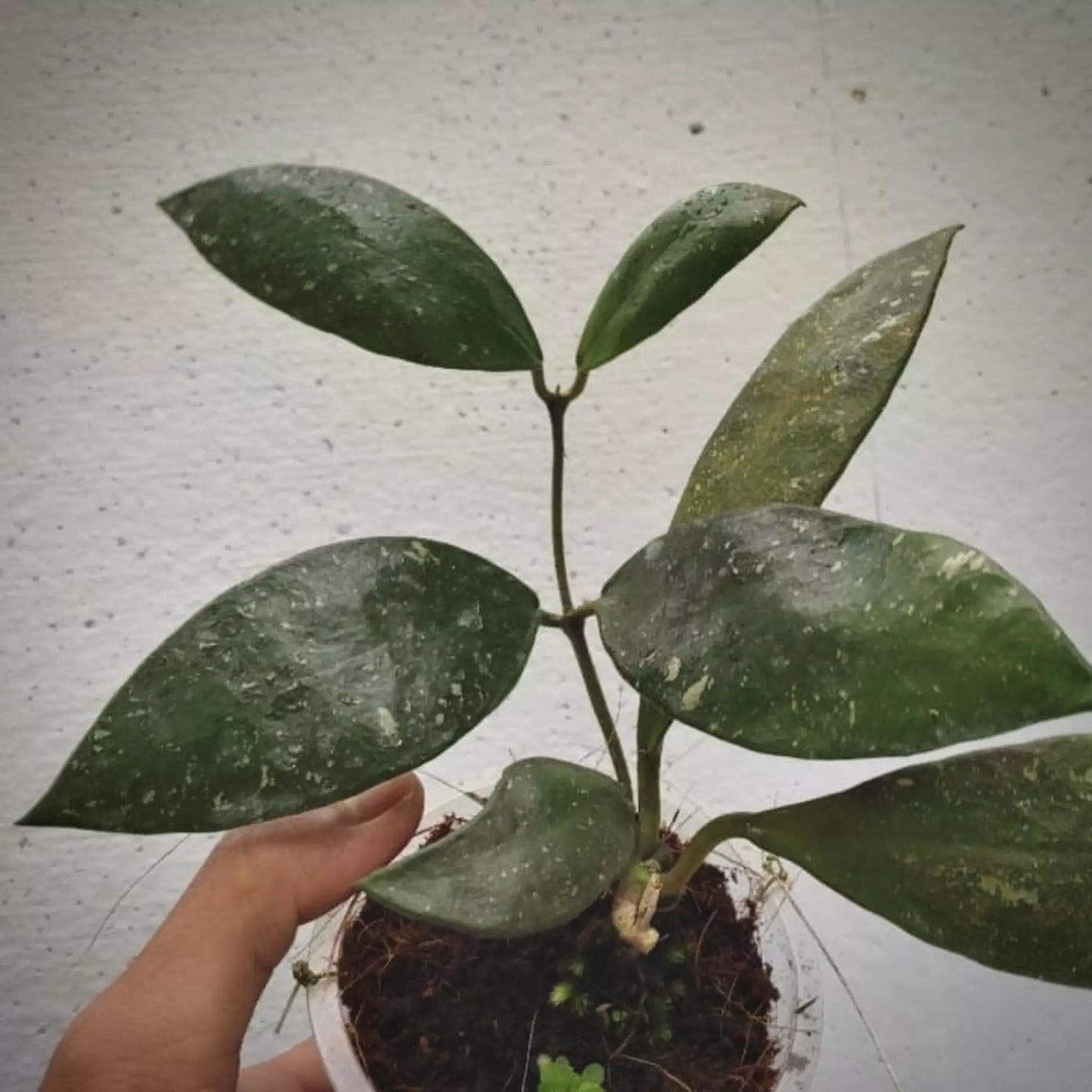 Hoya Rundumensis For Sale