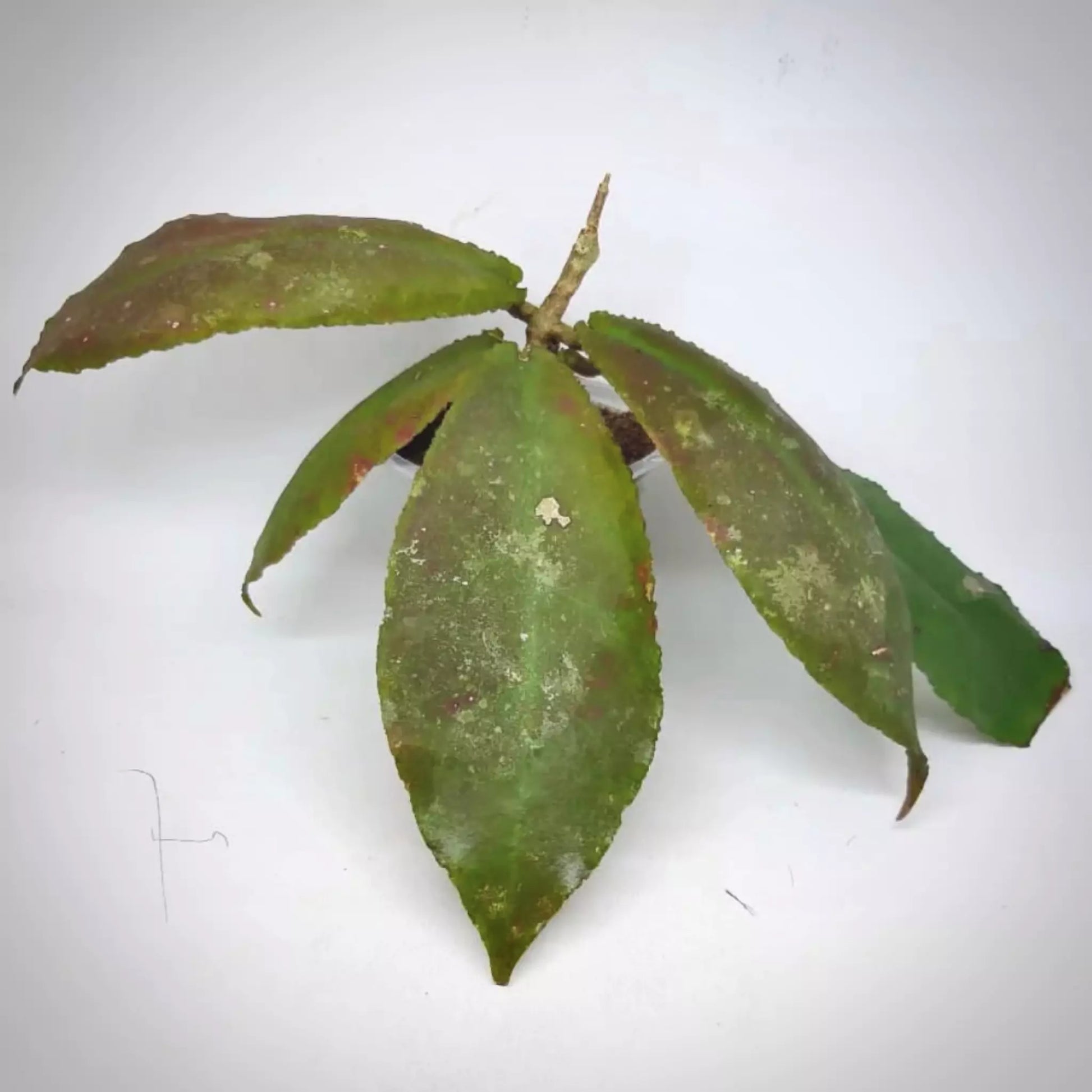 Hoya Undulata For Sale